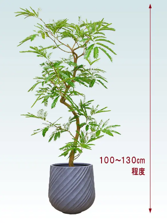 エバーフレッシ斜め上から全体画像