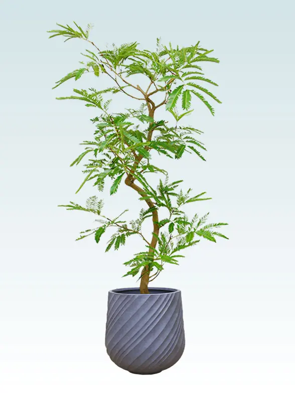 エバーフレッシュ Mサイズ スパイラル型、グラスファイバー製鉢カバー付