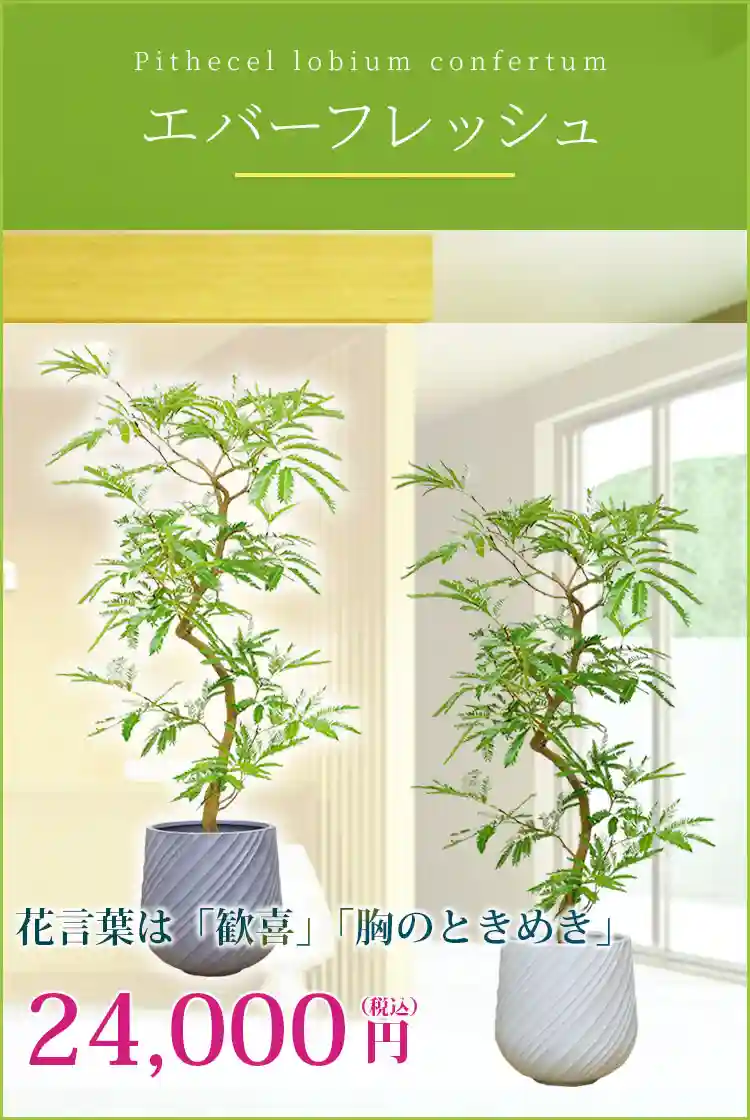 エバーフレッシュ 観葉植物 24,000円(税込)