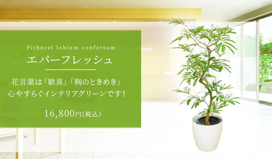 エバーフレッシュ 観葉植物 15,800円(税込)