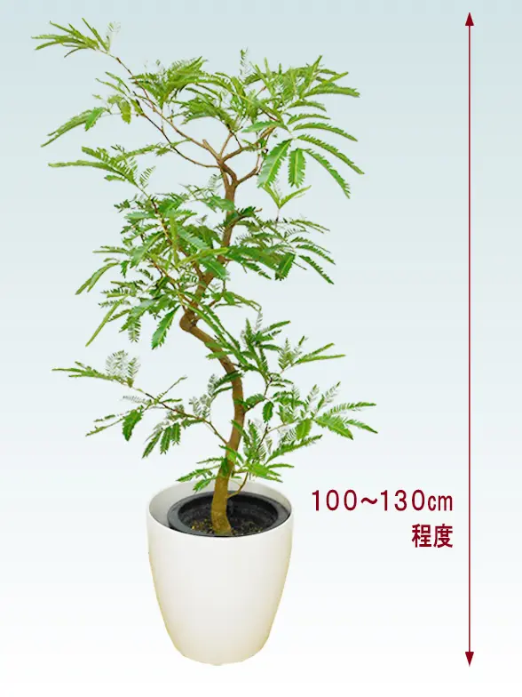 エバーフレッシ斜め上から全体画像