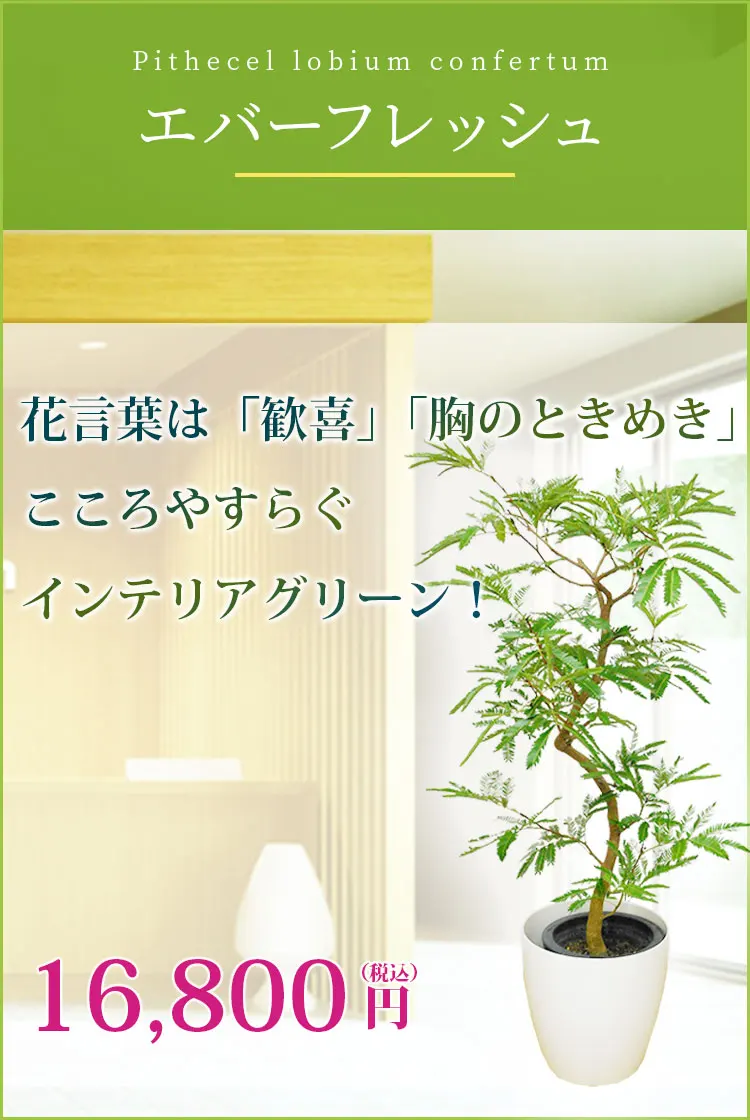 エバーフレッシュ 観葉植物 15,800円(税込)