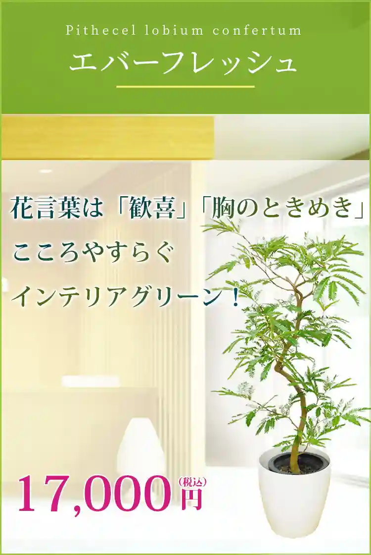 エバーフレッシュ 観葉植物 15,800円(税込)