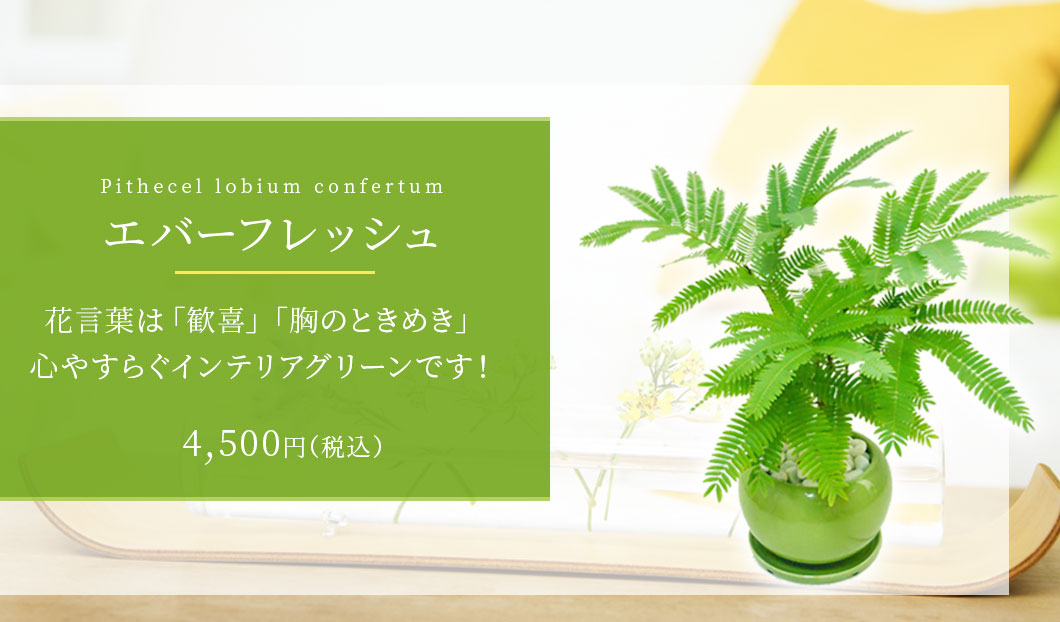 エバーフレッシュ 陶器鉢植込み ４号ラウンド緑色 観葉植物の販売 通販の観葉植物のオアシス