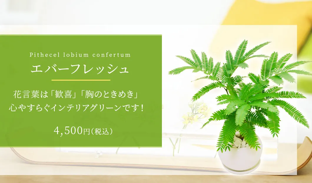 エバーフレッシュ 観葉植物 4,200円(税込)