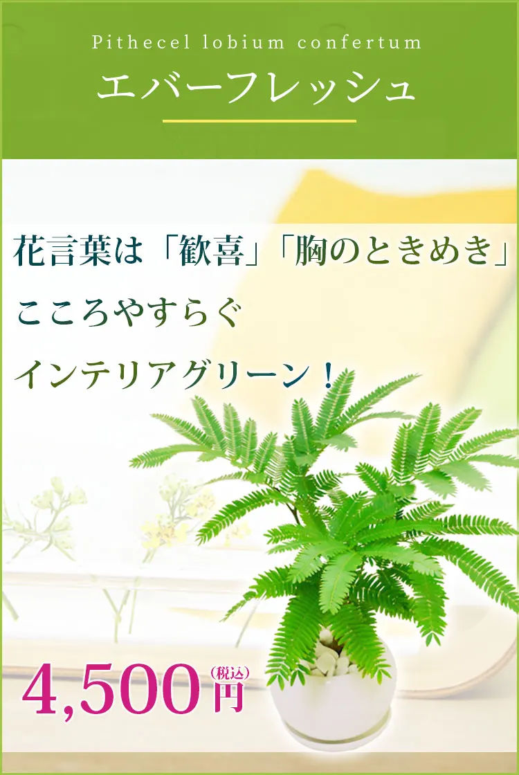 エバーフレッシュ 観葉植物 4,200円(税込)