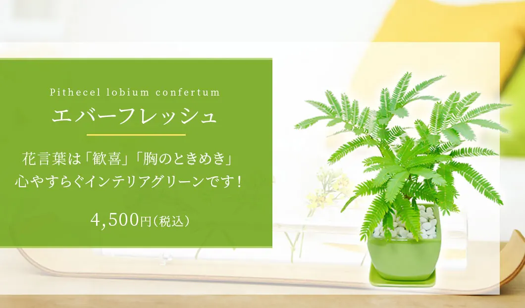 エバーフレッシュ 観葉植物 4,200円(税込)