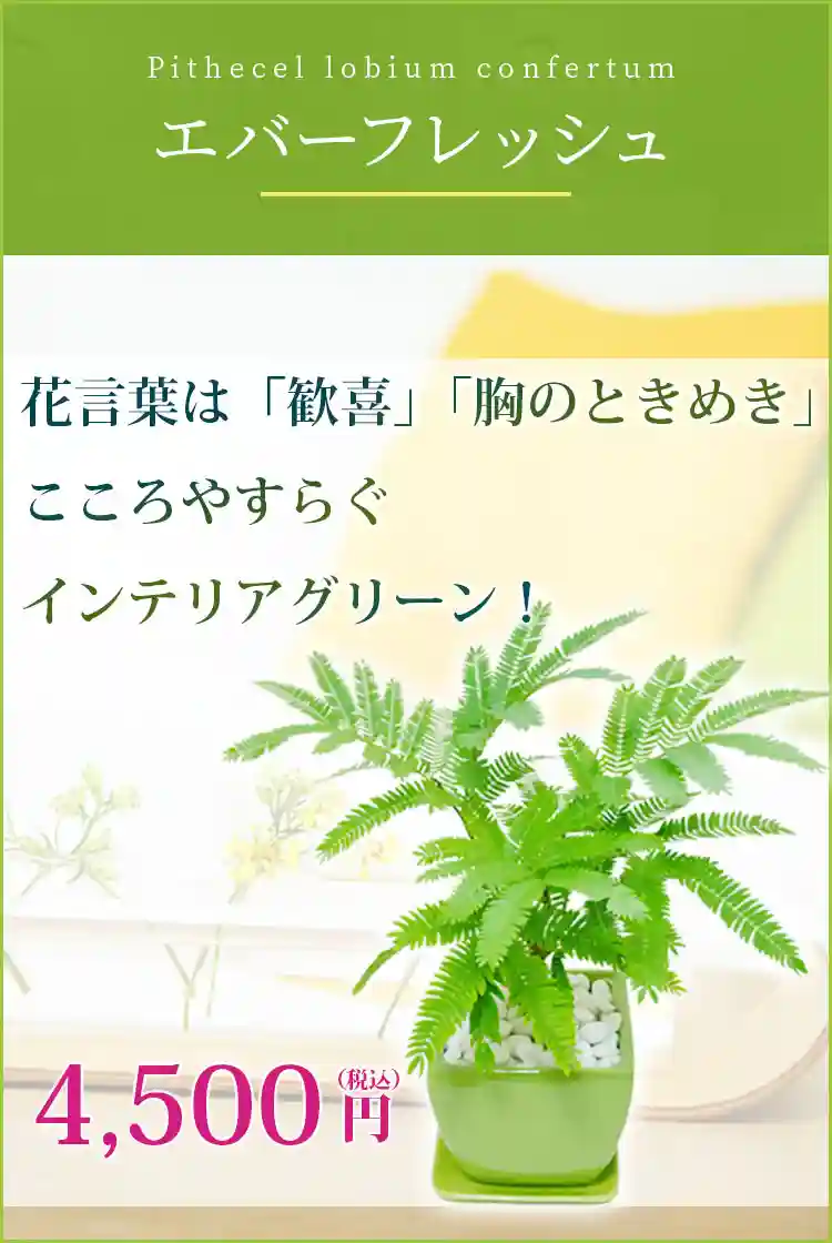 エバーフレッシュ 観葉植物 4,200円(税込)