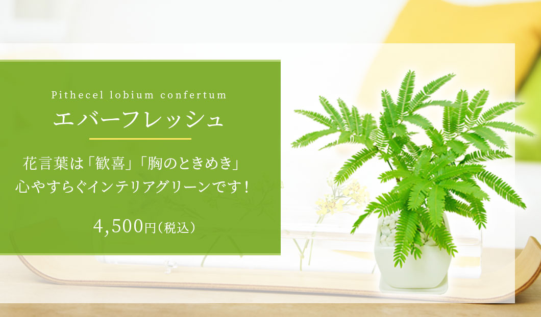 エバーフレッシュ 陶器鉢植込み ４号スクエア白色 観葉植物の販売 通販の観葉植物のオアシス