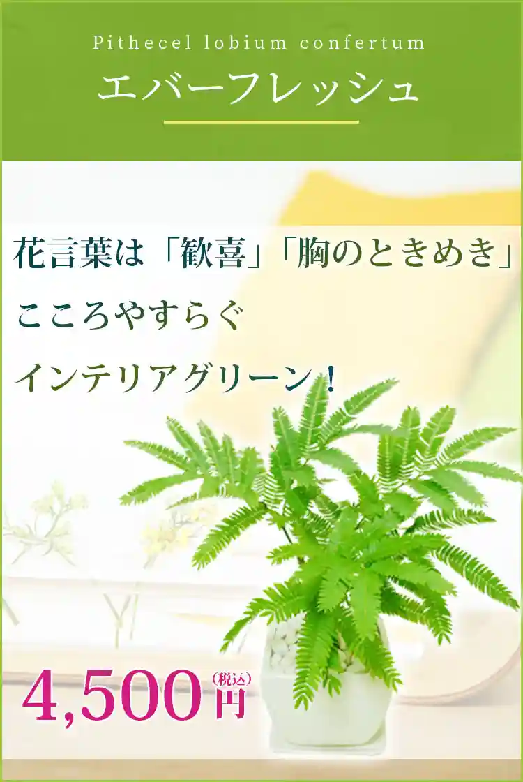 エバーフレッシュ 観葉植物 4,200円(税込)