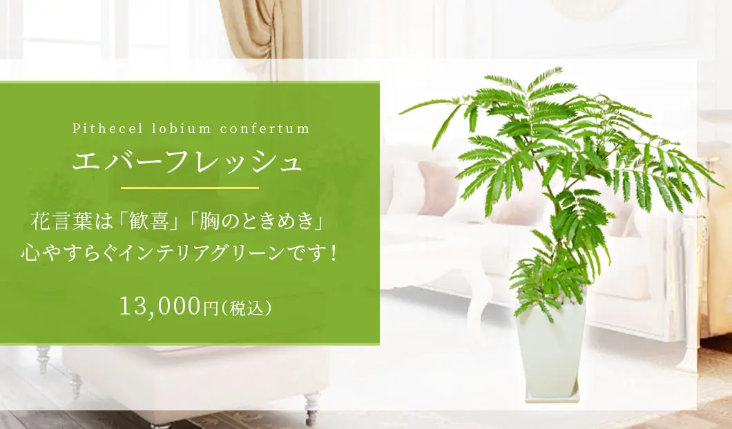 エバーフレッシュ 観葉植物 12,900円(税込)