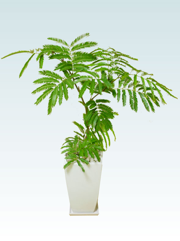 エバーフレッシュ 陶器鉢植込み 6号スクエア白色 スタイリッシュ 観葉植物の販売 通販の観葉植物のオアシス エバーフレッシュ 陶器鉢植込み 6号スクエア白色 スタイリッシュ 観葉植物の販売 通販の観葉植物のオアシス