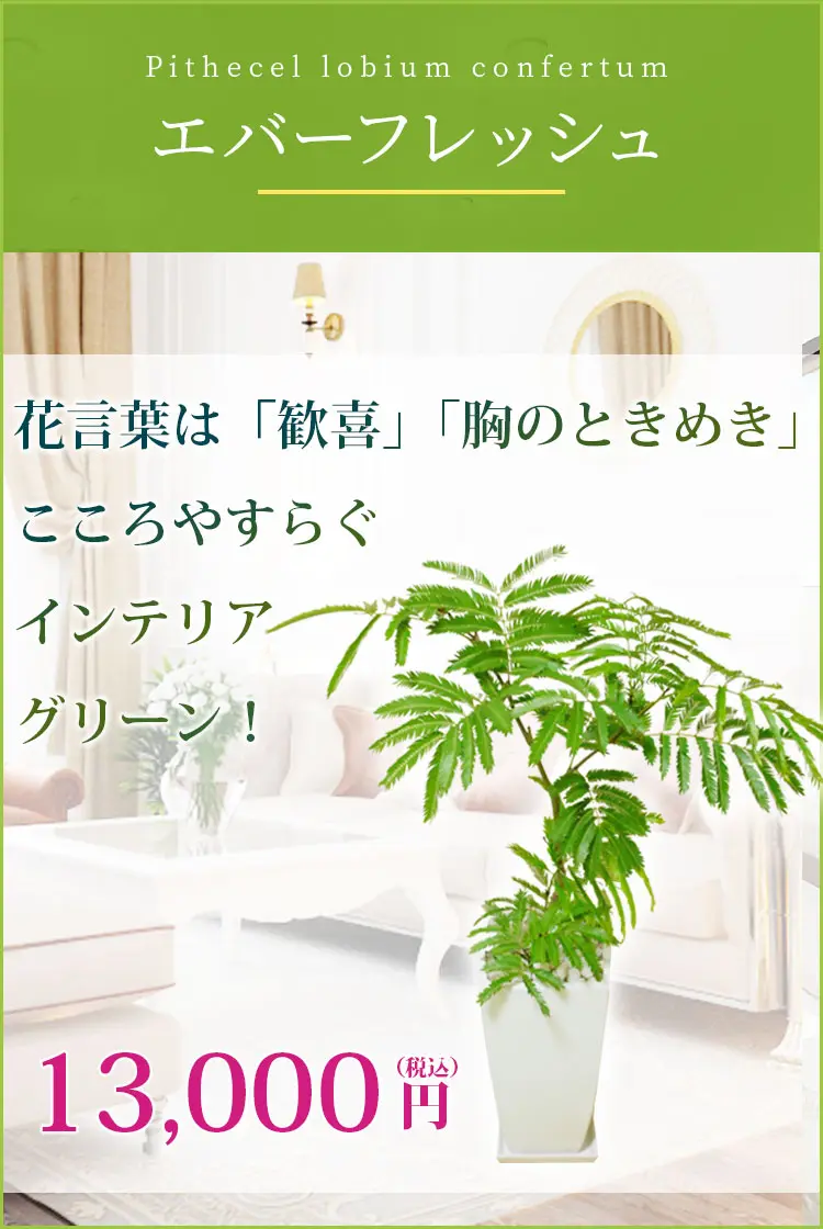 エバーフレッシュ 観葉植物 12,900円(税込)
