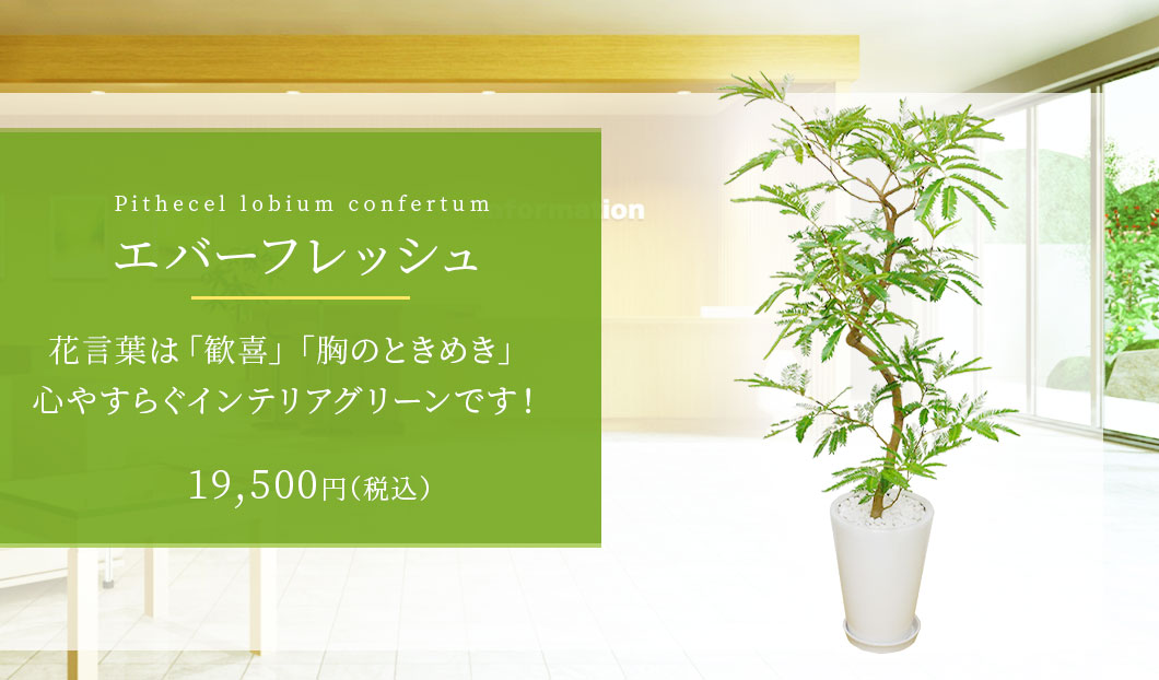 エバーフレッシュ 観葉植物 18,500円(税込)