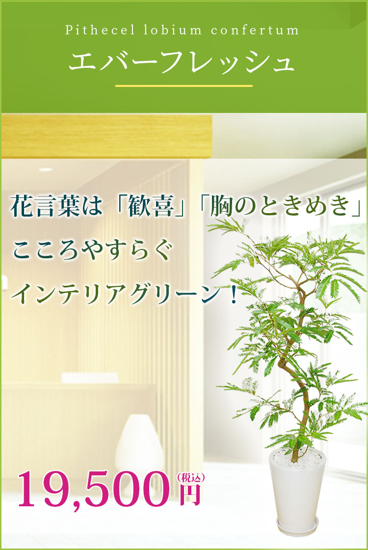 エバーフレッシュ 陶器鉢植込み ラウンドタイプ白色 スタイリッシュ 観葉植物の販売 通販の観葉植物のオアシス エバーフレッシュ 陶器鉢植込み ラウンドタイプ白色 スタイリッシュ 観葉植物の販売 通販の観葉植物のオアシス