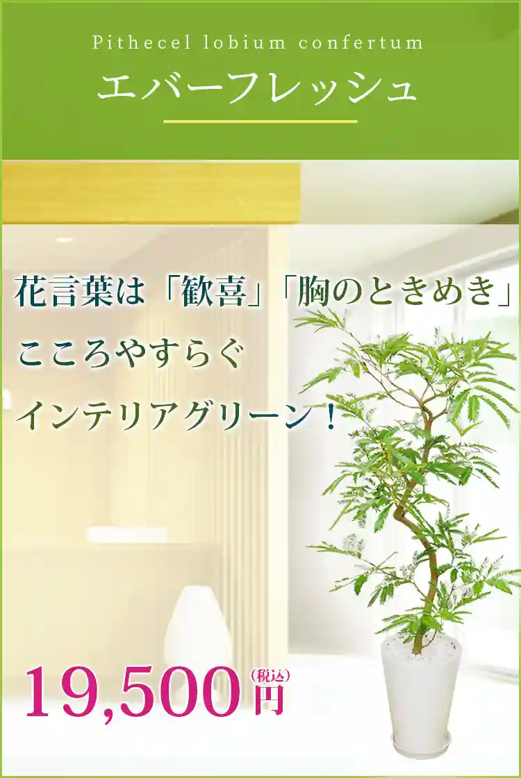 エバーフレッシュ 観葉植物 18,500円(税込)