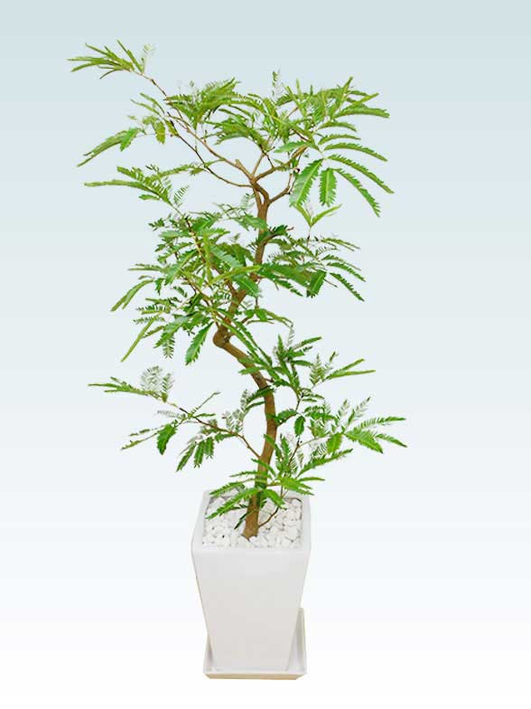 人気おすすめの観葉植物 お祝いギフト 移転 開店祝いの注文は観葉植物通販オアシス