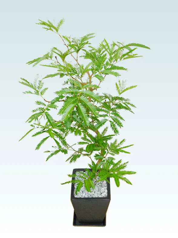 エバーフレッシュ 陶器鉢植込み スクエアタイプ黒色 スタイリッシュ 観葉植物の販売 通販の観葉植物のオアシス