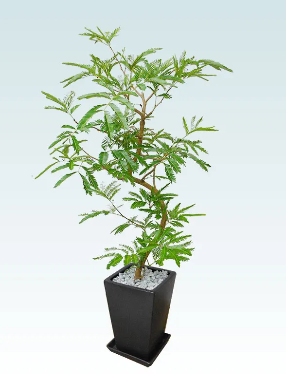 エバーフレッシュ 陶器鉢植込み スクエアタイプ黒色 スタイリッシュ 観葉植物の販売 通販の観葉植物のオアシス