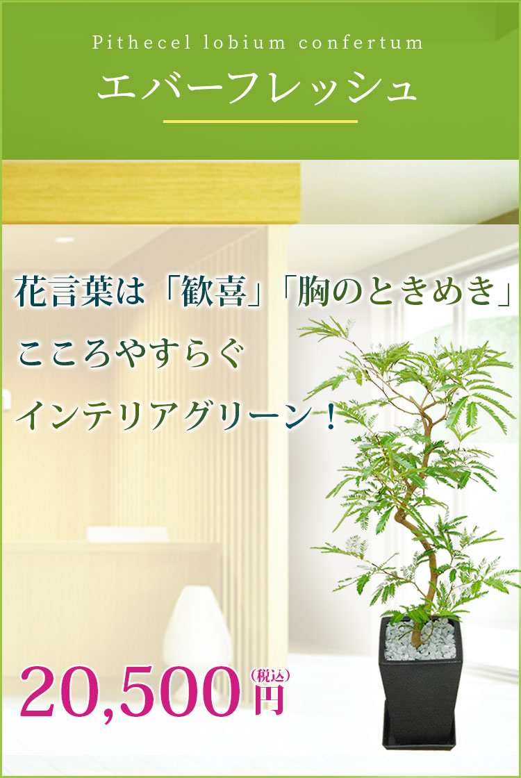 エバーフレッシュ 陶器鉢植込み スクエアタイプ黒色 スタイリッシュ 観葉植物の販売 通販の観葉植物のオアシス