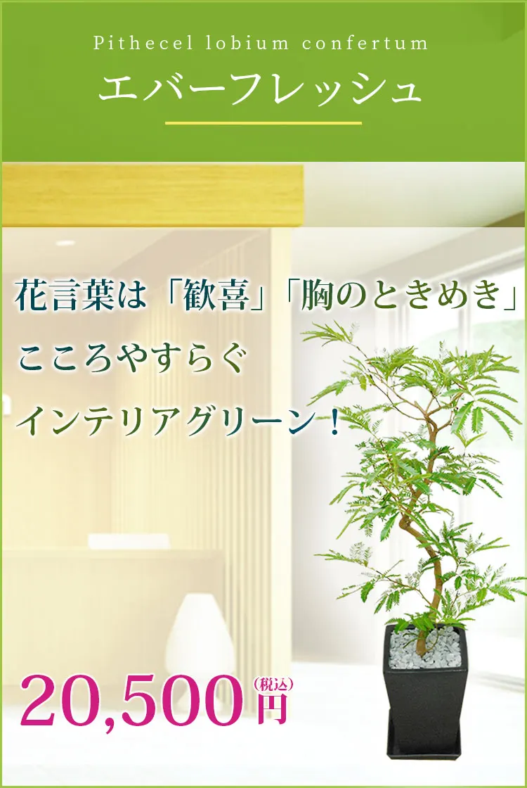 エバーフレッシュ 観葉植物 19,500円(税込)