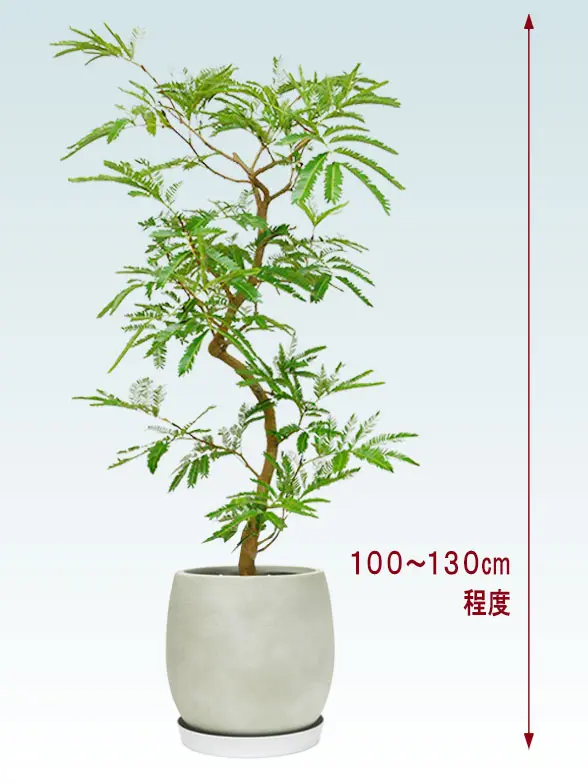 エバーフレッシ全体画像