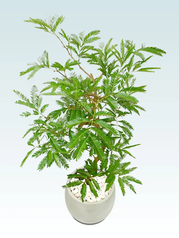 エバーフレッシュ(グラスファイバー製鉢植込み、バルーン型