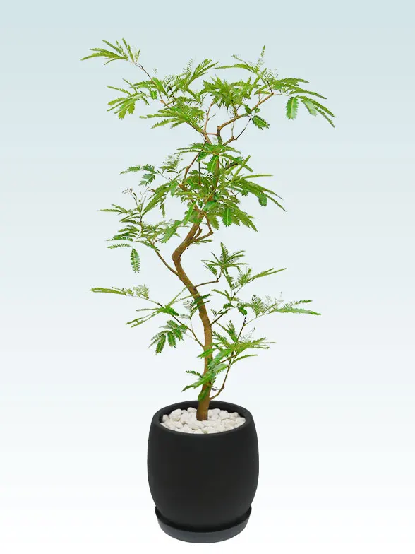 エバーフレッシュ(グラスファイバー製鉢植込み、バルーン型