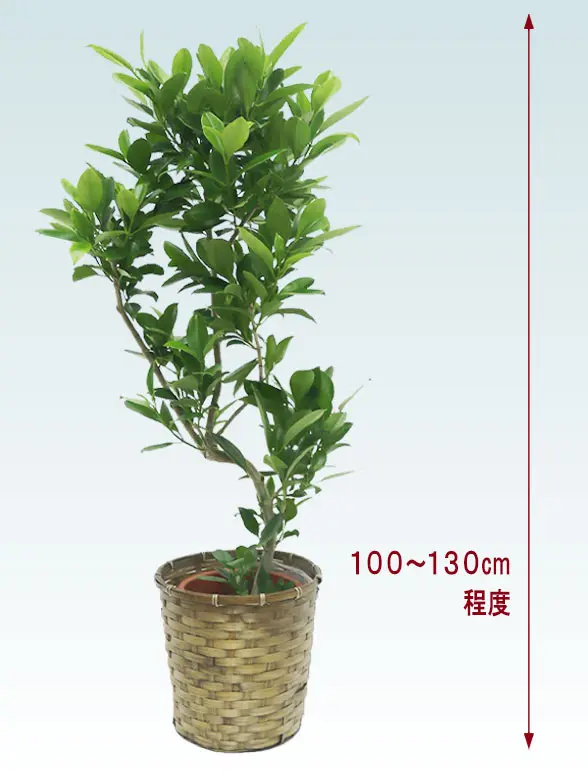 ファグラエア全体画像