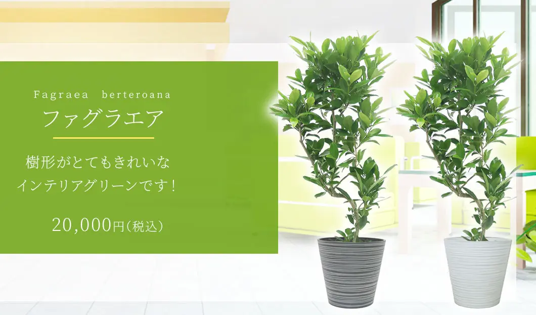 ファグラエア 観葉植物 20,000円(税込)