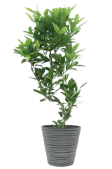 ファグラエア全体画像