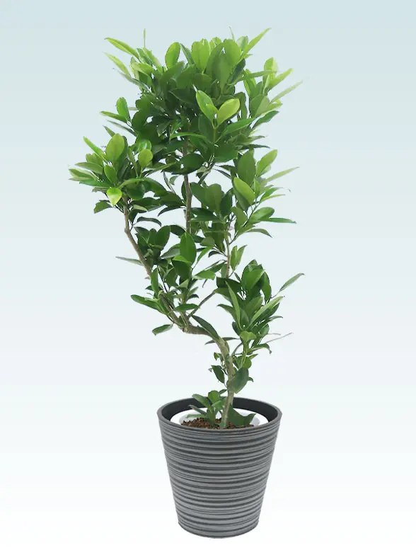 ファグラエア Mサイズ エコフレンドリーポット付