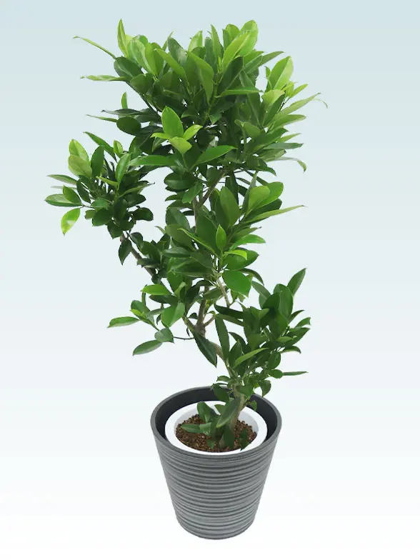 ファグラエア拡大横から画像