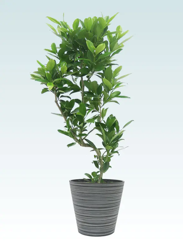 ファグラエア Mサイズ エコフレンドリーポット付