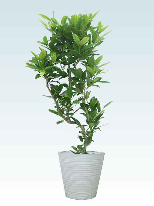 ドラセナコンパクター葉っぱ枝も入った画像