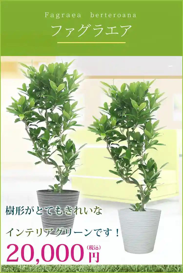 ファグラエア 観葉植物 20,000円(税込)