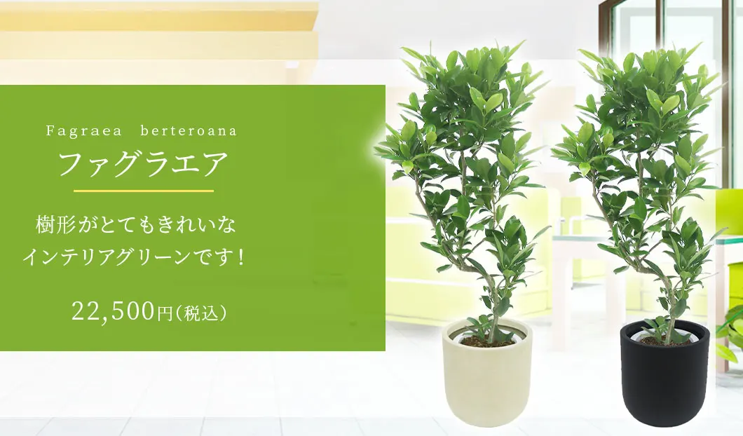 ファグラエア 観葉植物 22,500円(税込)