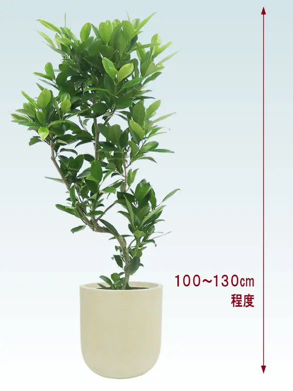 ファグラエア全体画像