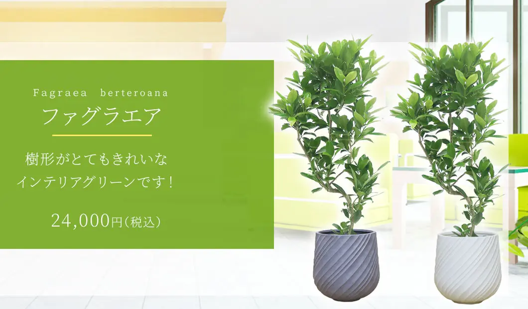 ファグラエア 観葉植物 24,000円(税込)