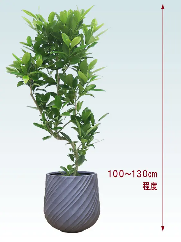 ファグラエア全体画像