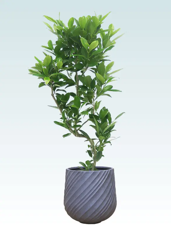 ファグラエア Mサイズ スパイラル型、グラスファイバー製鉢カバー付