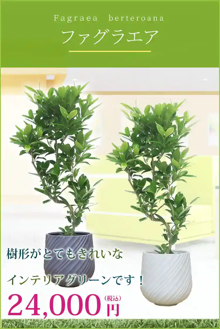 ファグラエア 観葉植物 24,000円(税込)