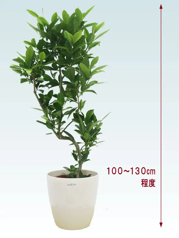 ファグラエア全体画像