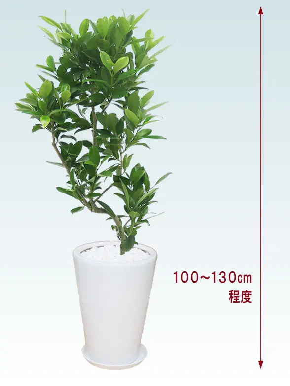 ファグラエア全体画像