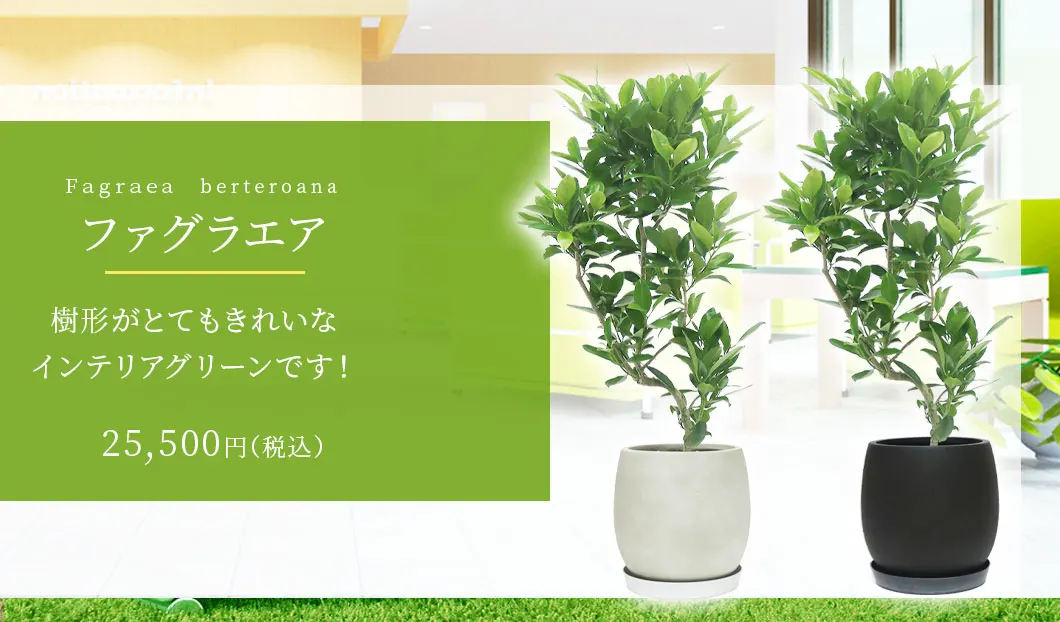 ファグラエア 観葉植物 25,500円(税込)