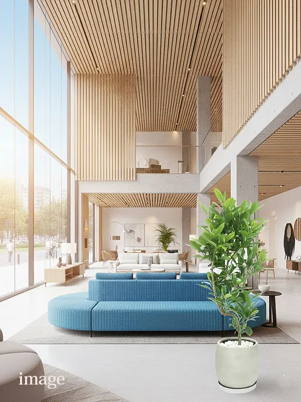 ファグラエア葉っぱ拡大画像