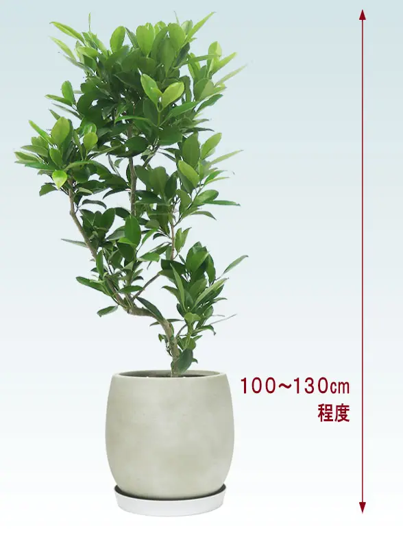 ファグラエア全体画像