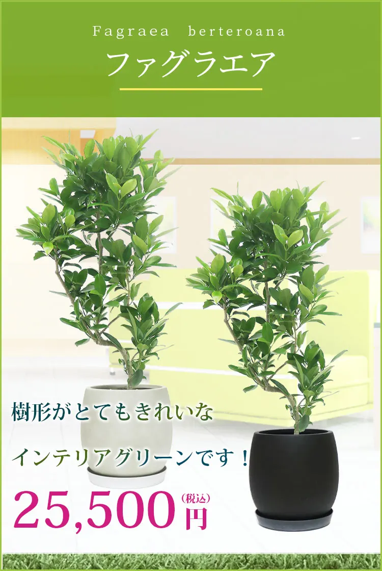 ファグラエア 観葉植物 25,500円(税込)