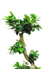 ガジュマル葉っぱのみ画像