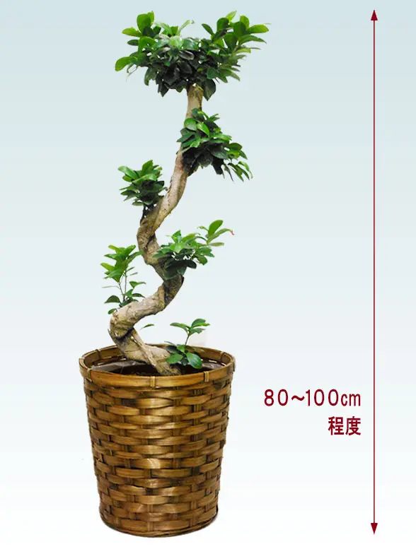 ガジュマル斜め上から全体画像